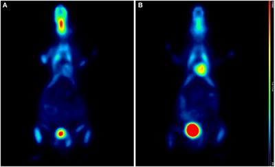 Cardiac Radionuclide Imaging in Rodents: A Review of Methods, Results, and Factors at Play